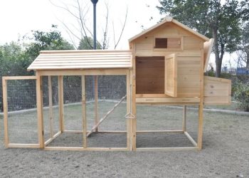 Merancang Kandang Ayam yang Ideal