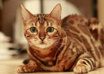 Informasi Seputar Hewan Peliharaan